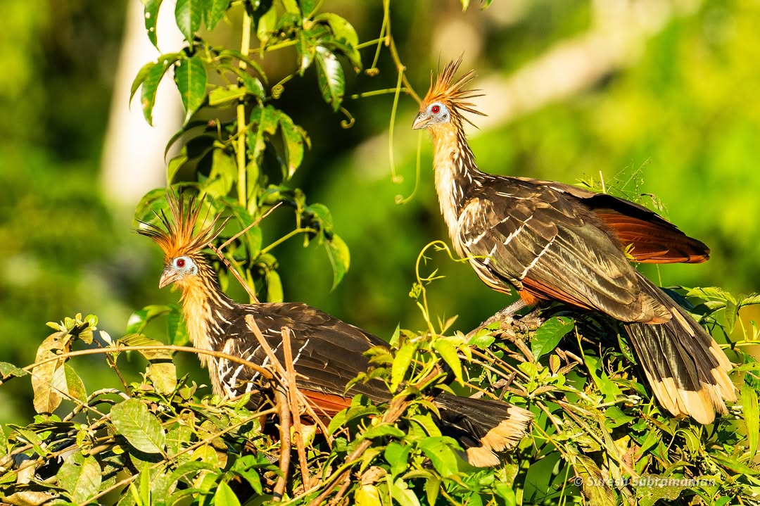 Hoatzin, perched in riverside vegetation &mdash; Manu National Park, Peru