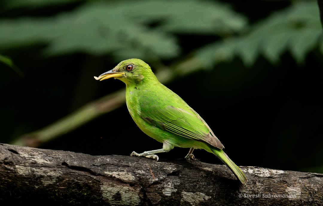 Green Honeycreeper, turquoise plumage against dark forest &mdash; Manu National Park, Peru