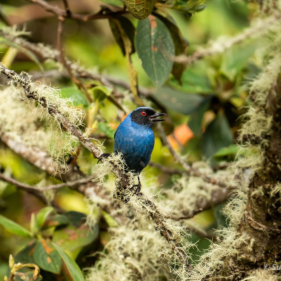 Masked Flowerpiercer, on a mossy branch in cloud forest &mdash; Wayqecha, Peru