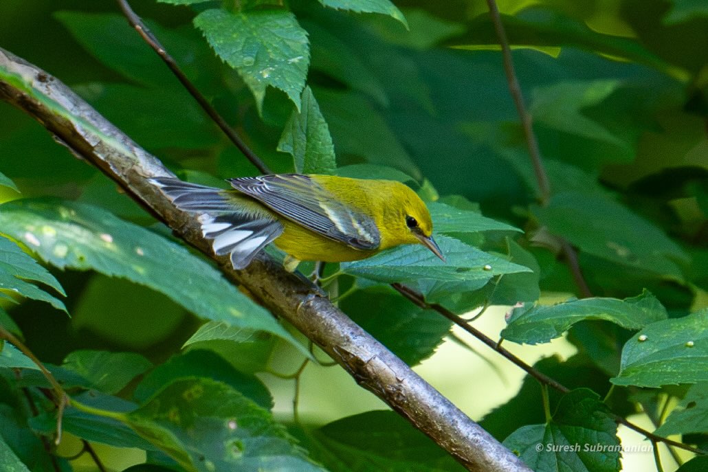 Blue-winged Warbler, caught mid-hop in foliage &mdash; Backyard