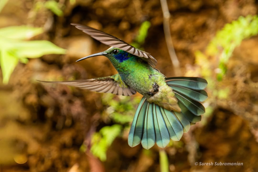 Lesser Violetear, hummingbird hovering at a flower &mdash; Manu National Park, Peru