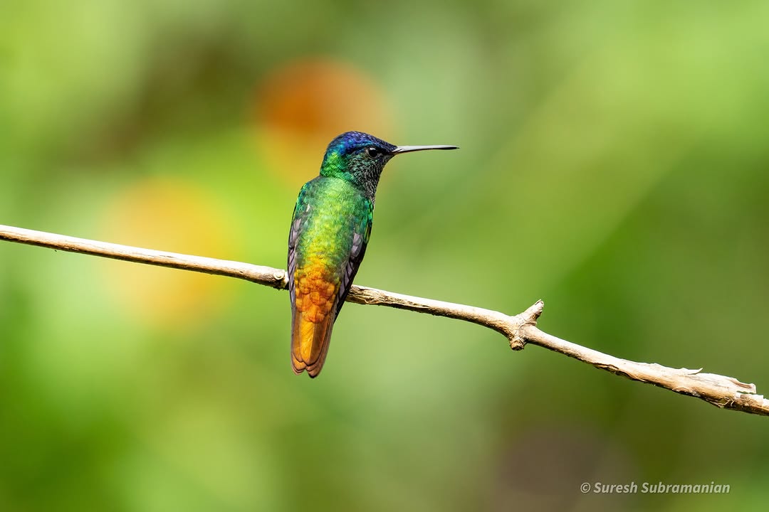 Golden-tailed Sapphire, hummingbird in iridescent light &mdash; Jard&iacute;n de los Picaflores, Peru
