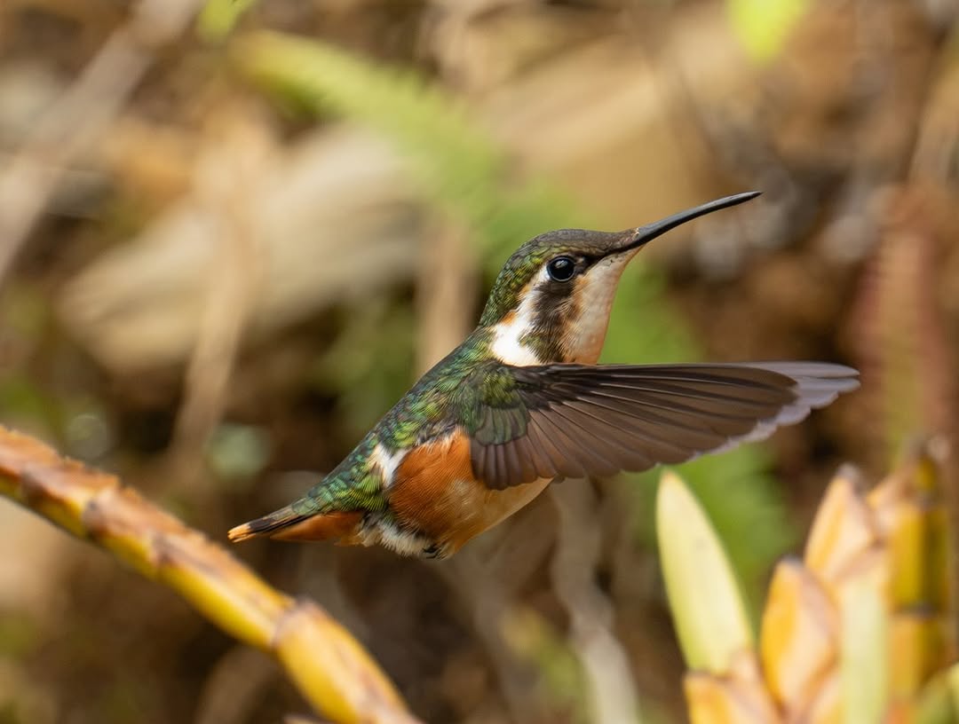 White-bellied Woodstar, tiny hummingbird in flight &mdash; Manu National Park, Peru