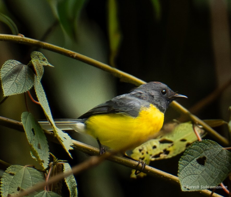 Slate-throated Redstart, perched, tail fanned &mdash; Manu National Park, Peru