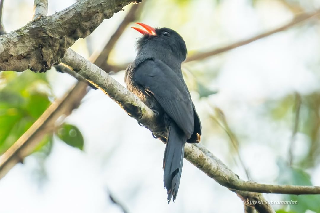 Black-fronted Nunbird, still on an open perch &mdash; Manu National Park, Peru