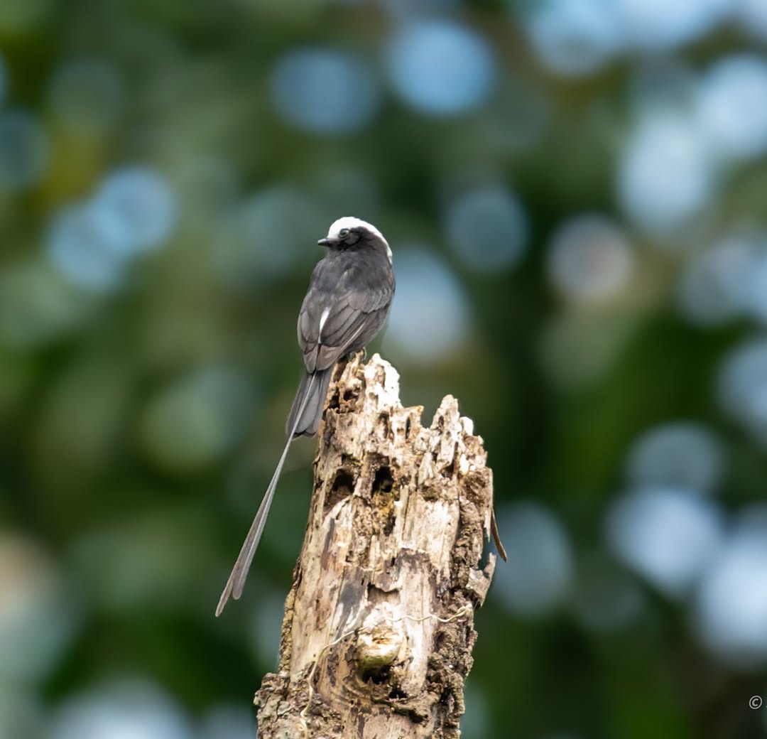 Long-tailed Tyrant, silhouetted with streaming tail &mdash; Lake Machuwasi, Peru