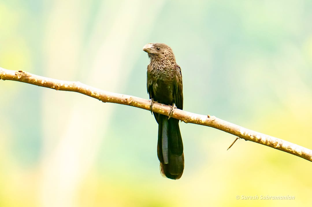 Smooth-billed Ani, glossy black plumage in sunlight &mdash; Peru