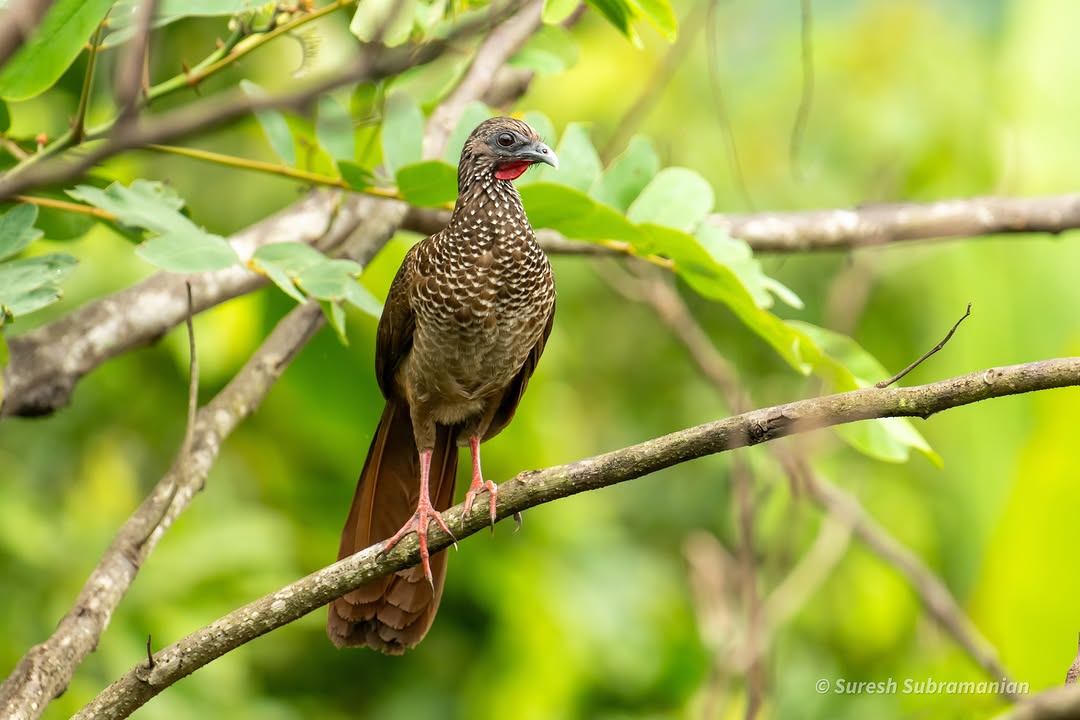 Speckled Chachalaca, in the branches of a fruiting tree &mdash; Manu National Park, Peru